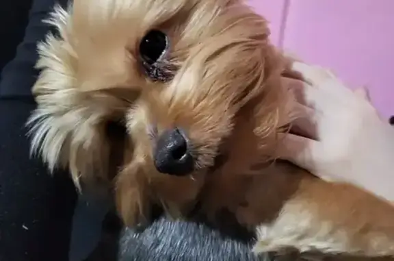 Пропал собака, Приупская улица, 4, Тула - типичный йорк, лохматый - photo