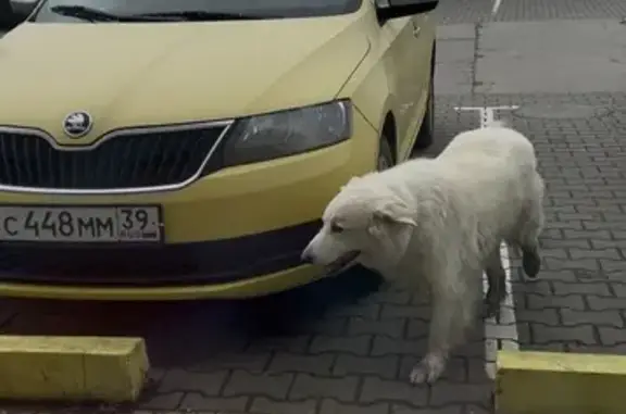 Найдена собака, Кутузово, фото: Найдена собака, Промышленная улица, 6, Кутузово - белая, крупная и пушистая