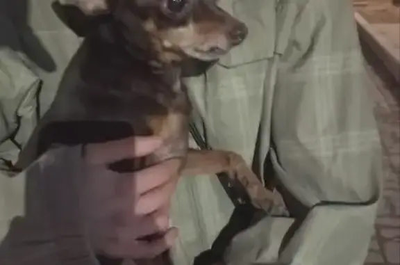 Найдена собака, Санкт-Петербург, фото: Найден собака, мужской, Лифляндская улица, 3 литВ, Санкт-Петербург - шоколадно-подпалый кобель