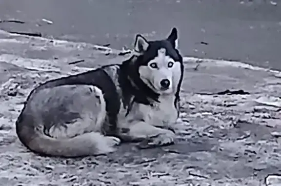 Найдена собака, Челябинск, фото: Найдена собака, улица Коммунаров, 2, Челябинск - похожа на хаски с голубыми глазами