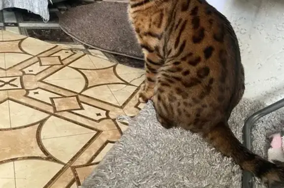 Пропал кот, набережная Леонова, 42, Балаково - бенгал - photo