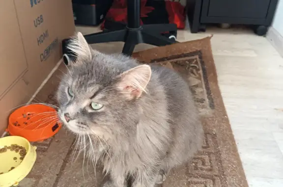 Пропал кот, Юбилейный проспект, 4, Реутов - светло-серый окрас и красный ошейник - photo