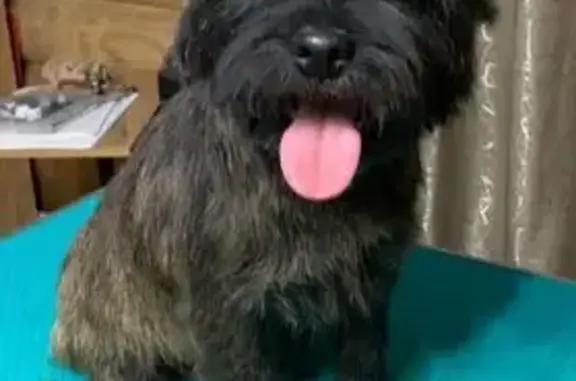 Пропал собака, мужской, Истринская улица, 70, Андреевское - керн терьер, тигровый окрас - photo