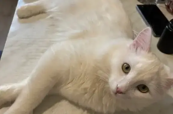 Пропал кот, Комсомольская улица, 38, Тутаев - белый с серым пятном - photo