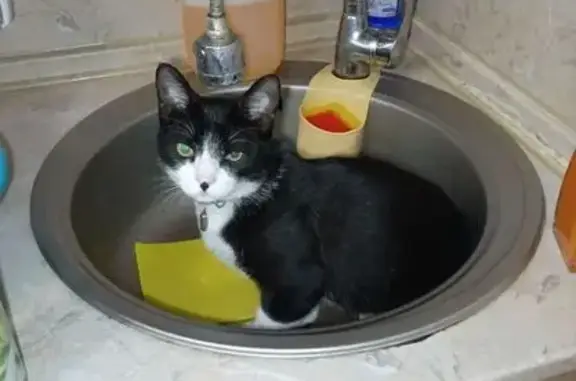 Пропал кот, 1-я Новозаводская улица, 50, Тверь - черно-белый окрас, кастрированный - photo