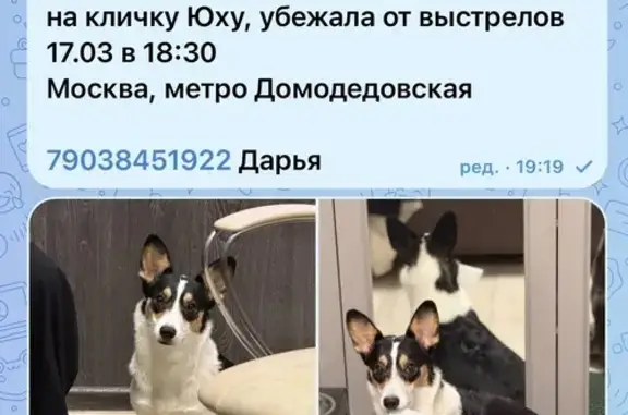 Пропала собака, Домодедовская улица, 23 к1, Москва - photo