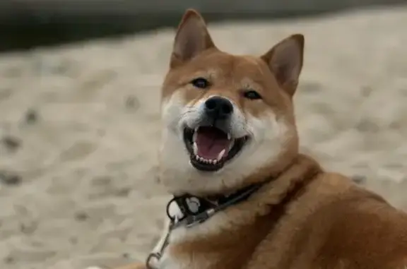 Пропал собака, Волгоград, Волгоградская область - убежал в дырку в заборе - photo