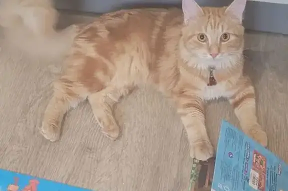 Пропала кошка, Романовское сельское поселение, Ленинградская область - рыжая с пушистым хвостом - photo