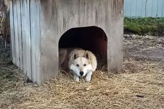 Пропал собака, Красноармейская улица, 89, Меленки - рыжая лайка - photo