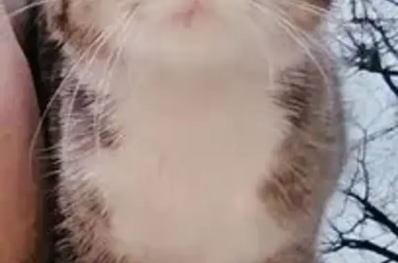 Объявления о пропавших и найденных животных, Армавир, фото: Найдена кошка, Новороссийская улица, Армавир - запах одеколона