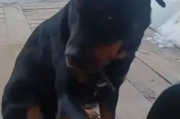 Найдена собака, Ветлужский, фото: Найдена собака, Пристанская улица, 1, Ветлужский