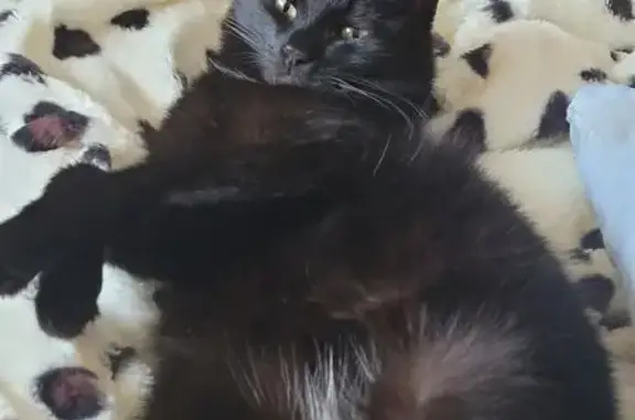 Пропал кот, проспект Седова, Екатеринбург - кисточки на ушах, чёрный с белым пятном - photo