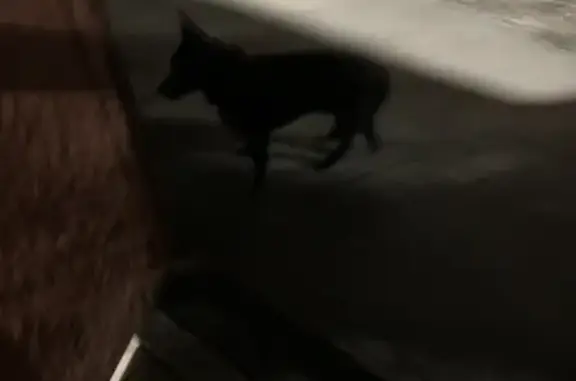 Крутились возле дома видно что домашние ласковые правда черный болит я черная вроде девочка а белый мальчик