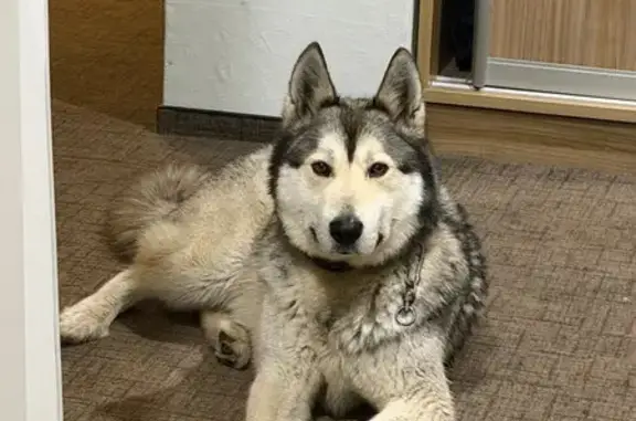 Найдена собака, Горки Сухаревские, фото: Найден собака мужской, 67 к6, Горки Сухаревские - мальчик хаски с коричневым ошейником