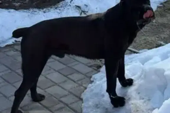 Найдена собака, Истра, фото: Найден собака, Истра - кане корсо, знает команды