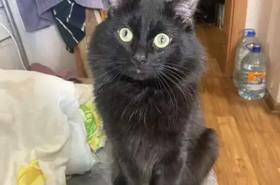 Пропал кот, улица Вильгельма де Геннина, 45, Екатеринбург - черно-коричневый и пушистый - photo