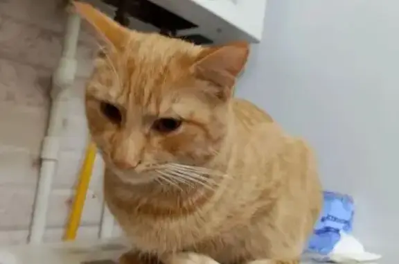 Пропал кот, Сураж, Брянская область - рыжий с белыми полосками на хвосте - photo