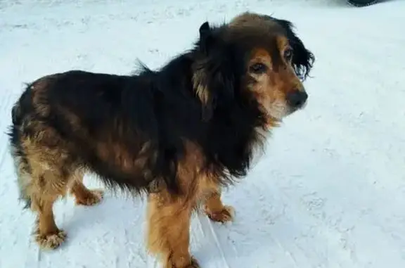 Пропал собака, мужской, Латвийская улица, Челябинск - пушистые лапы - photo