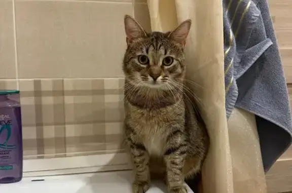 Пропал кот, проспект Героев, Сосновый Бор - пугливый и упитанный - photo