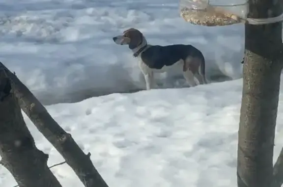 Найдена собака, Кораблёвка, фото: Найдена собака, Верхняя Пурловка, Московская область - похожа на русскую гончую