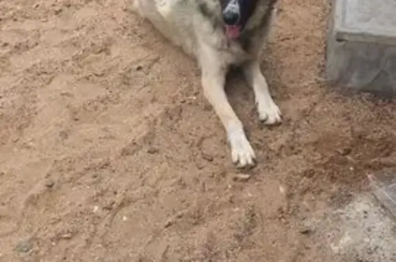 Пропала собака, девочка, улица 1 Мая, Орск - photo