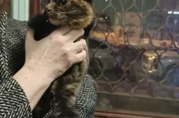 Найдена кошка, Москва, фото: Найдена кошка, Нижняя Первомайская улица, 8, Москва - ласковая и домашняя