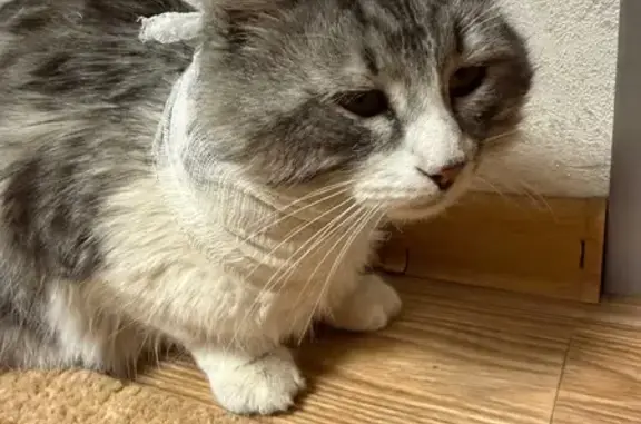 Пропал кот, Балтийская улица, Астрахань - серо-белый, полосатый - photo