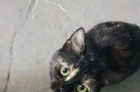 Найдена кошка, Нижний Новгород, фото: Найдена кошка, Московское шоссе, 314А, Нижний Новгород - пятнистая с темно пепельным окрасом