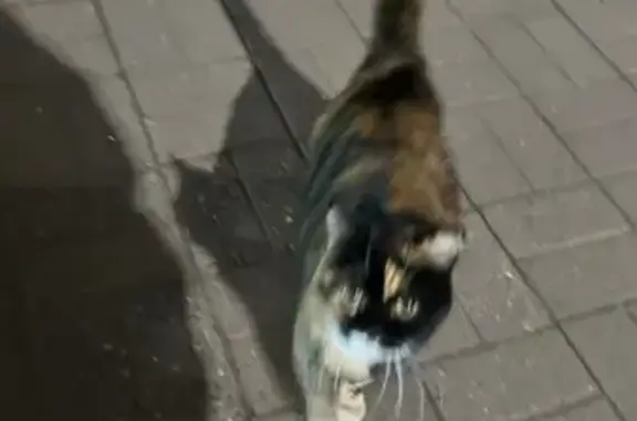 Найдена кошка, Псков, фото: Найдена кошка, Рижский проспект, Псков - возможно беременная