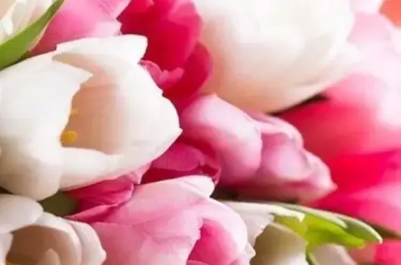 Пропал кот, Смоленская улица, 95, Волжский - мейн-кун, испуган - photo