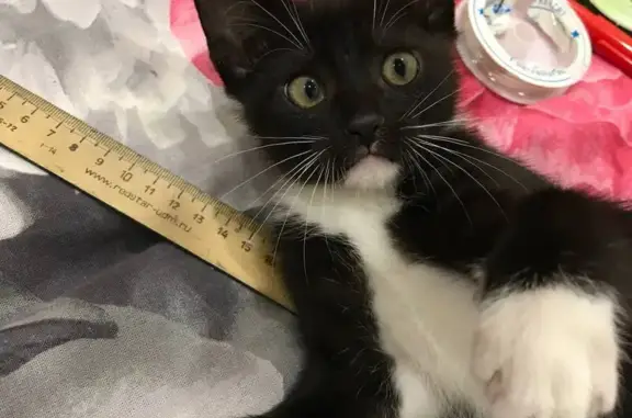 Объявления о пропавших и найденных животных, Найтоповичское, фото: Пропала кошка, Молодёжная улица, 14, Рюхов - чёрная с белыми лапками и жёлтыми глазами