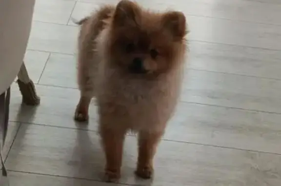 Пропала собака, Низино, Ленинградская область - рыжая девочка 6 мес. - photo