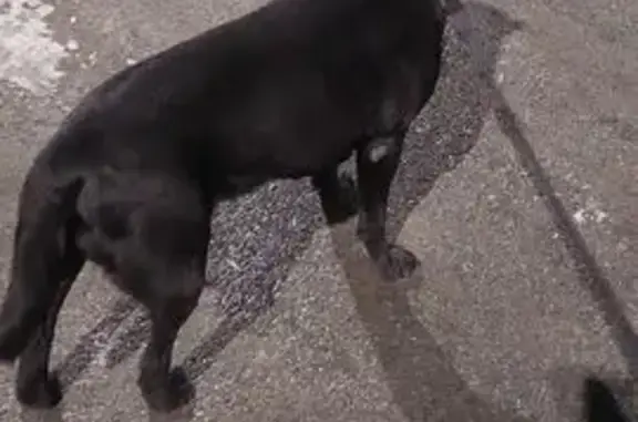 Найдена собака, Новочебоксарск, фото: Найден собака, мужской, Новочебоксарск, Чувашия - чёрный с поводком