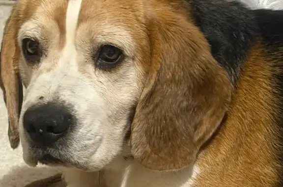 Объявления о пропавших и найденных животных, Конаково, фото: Найдена собака, женский пол, улица Горького, 2, Конаково