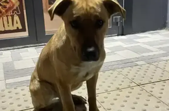 Найдена собака, Ростов-на-Дону, фото: Найдена собака, девочка, проспект Солженицына, 13/3, Ростов-на-Дону