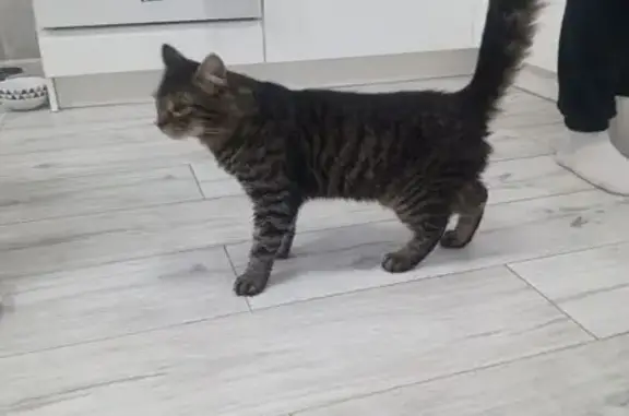 Найдена кошка, Ставрополь, фото: Найден кот, Мутнянская улица, 66, Ставрополь - окрас табби