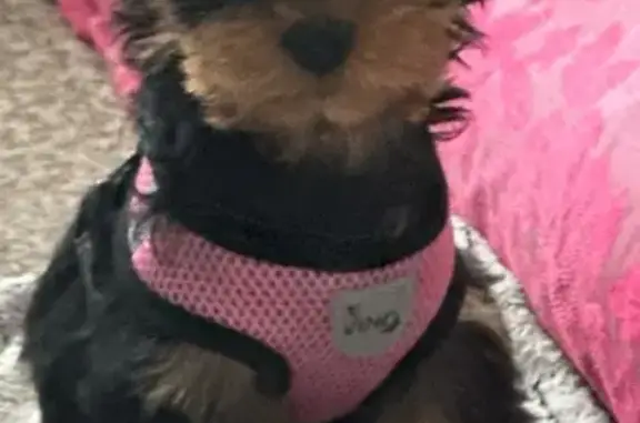 Пропала собака, улица Фатыха Амирхана, 22, Казань - черная с рыжими ушками - photo