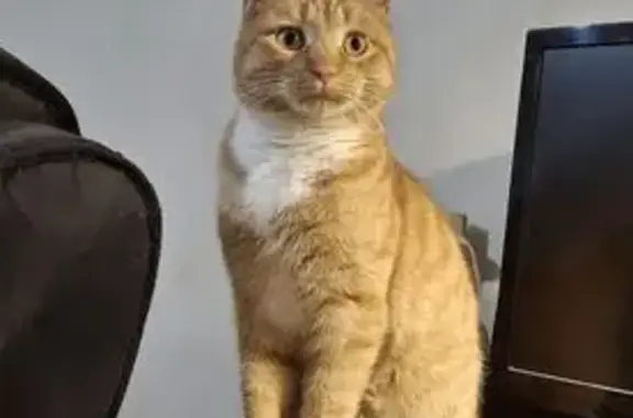 Кошки потеряшки, Пенза, фото: Потеряшка кошка, Московская улица, городской округ Пенза - рыжая с жёлтыми глазами