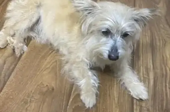 Найдена собака, Астрахань, фото: Найдена собака, женский пол, улица Татищева, Астрахань - проплешины на спине