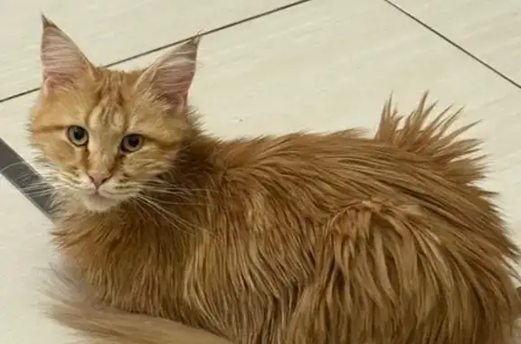 Пропала кошка, Смоленская улица, 83, Волжский - рыжая мейн-кун - photo