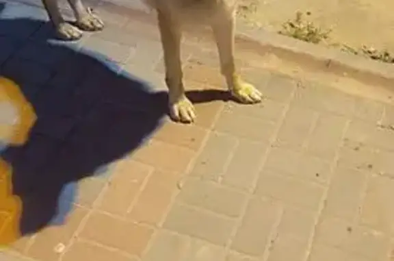 Пропал собака, Дорожная улица, 29, Таремское - овчарка, крупный и добрый - photo