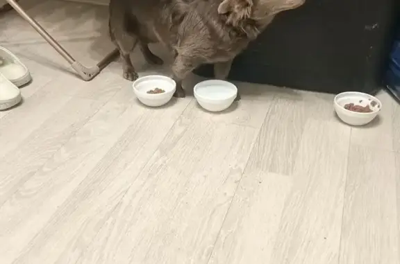 Объявления о пропавших и найденных животных, Москва, фото: Найдена собака, Черноморский бульвар, Москва - пепельный окрас, красный ошейник