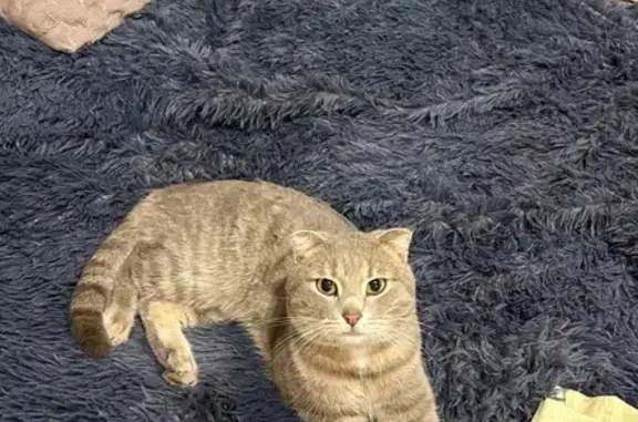 Найдена кошка, Волгоград, фото: Найден кот, улица Рокоссовского, 60, Волгоград - серый в полоску с чёрным ошейником