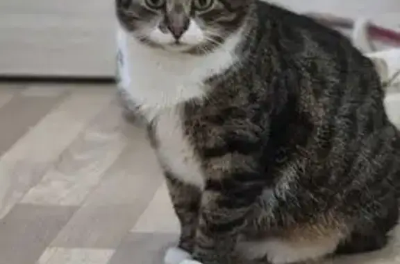 Пропал кот, улица Бабушкина, 95 к1 литЮ, Санкт-Петербург - нуждается в лекарствах - photo