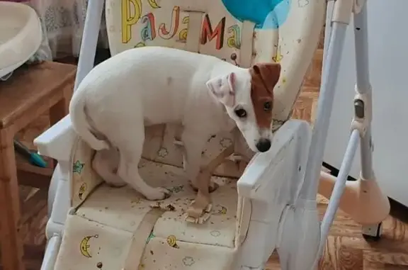 Пропала собака, Украинское шоссе, 14, Донецк - белая с коричневым пятном - photo