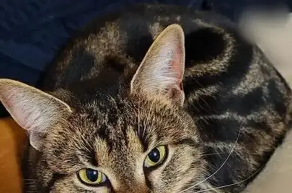 Пропал кот, улица Берёзки, 16, Раменское - тёмно-рыжий с чёрными полосками - photo