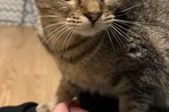 Объявления о пропавших и найденных животных, Ростов-на-Дону, фото: Найден кот, улица Зорге, 8 к2, Ростов-на-Дону - очень ласковый и ручной