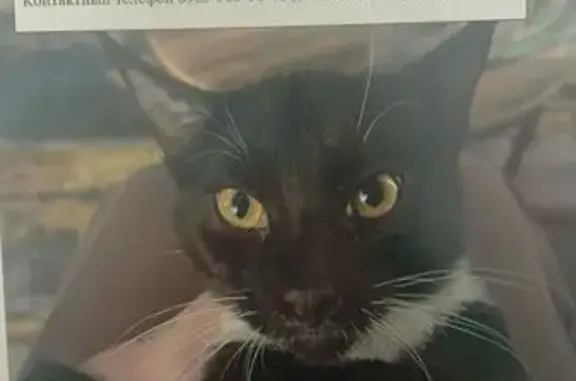 Кошки потеряшки, Наро-Фоминский городской округ, фото: Потеряшка кот, Москва - черный с белой грудкой