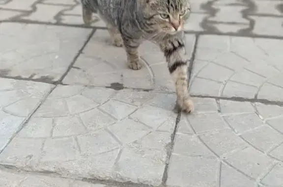 Найдена кошка, Псков, фото: Найдена кошка, Крестовское шоссе, Псков - камышового окраса, пушистая