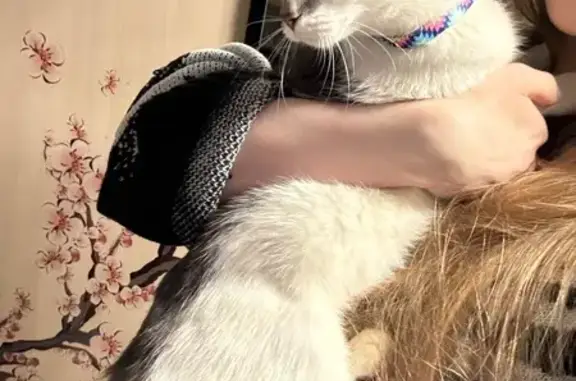 Найдена кошка, Калининград, фото: Найдена кошка, улица Гайдара, 163, Калининград - спокойная и ласковая